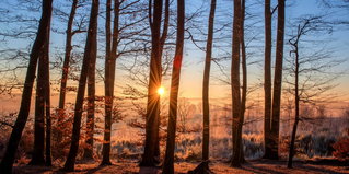 Wald und Sonnenuntergang